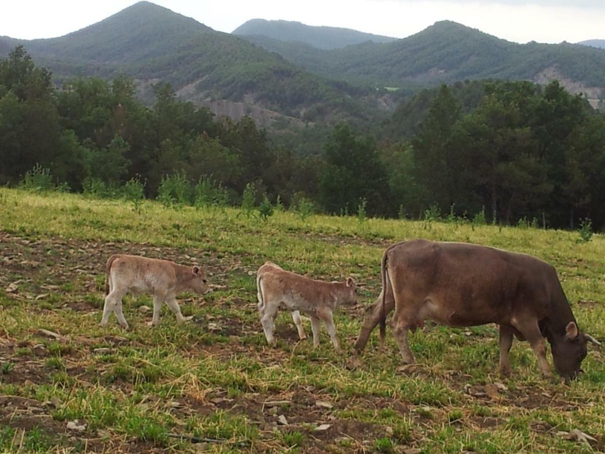Casa Encuentra, En El Pirineo Al Lado De Ainsa Pensionat El Pueyo de Araguás Eksteriør billede
